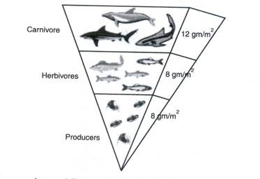 Biomass image