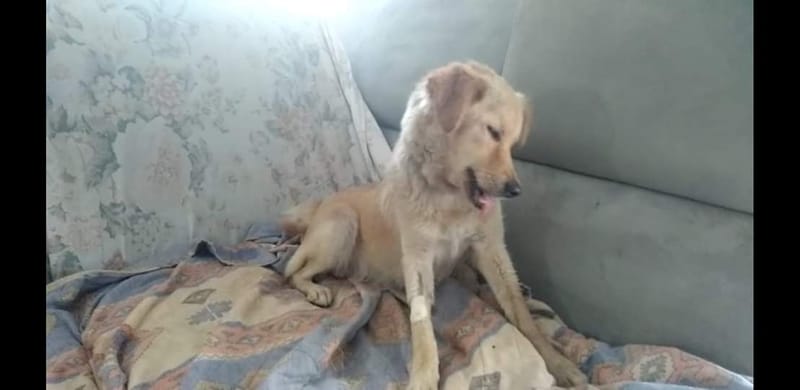 اعلان هام للمواطنين من قبل الطبيب البيطري يوسف ملشي على ظهور حالتين من داء الكلب في دالية الكرمل.