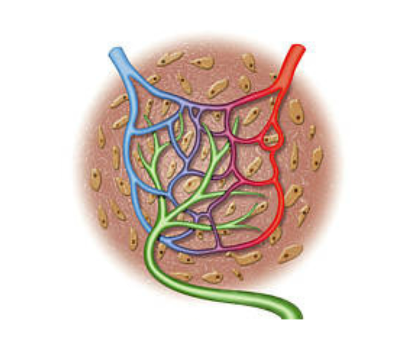 Lymphatic Flow in the Face and Neck