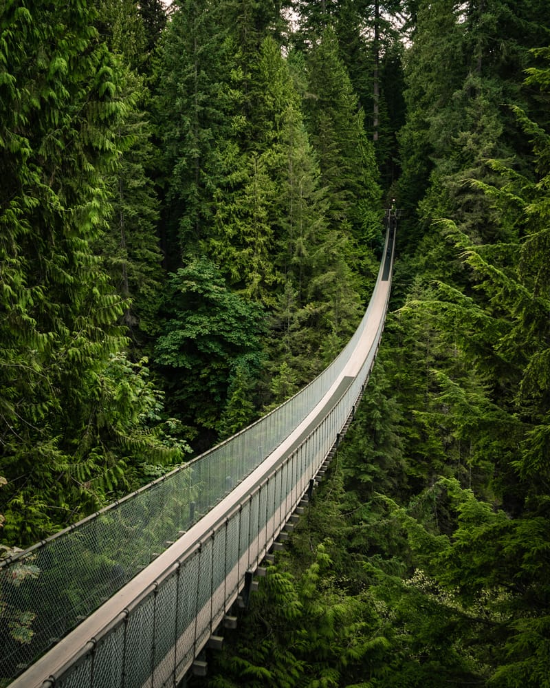El bosque de puentes colgantes y su Capilano Bridge
