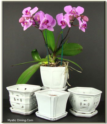 Ceramic Orchid Pot With Holes