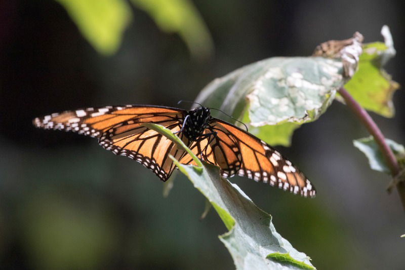Primera Colonia Registrada de la Mariposa Monarca en el Nevado de Toluca