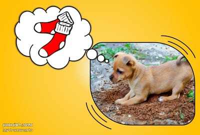 גוני אוהב גרביים!