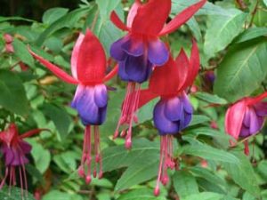 Glanleam Subtropical Gardens