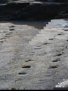 Tetrapod Trackway