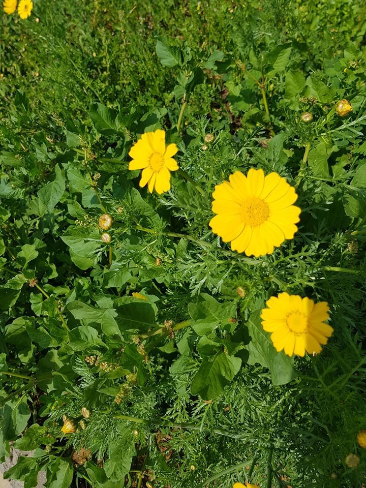 והימים ימי קורונה