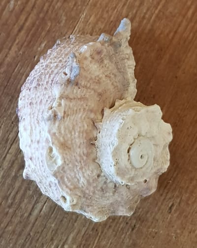 מהו האימון ולמי הוא מתאים image