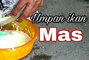 13 Cara Membuat Umpan Ikan Mas Agar Dapat Banyak