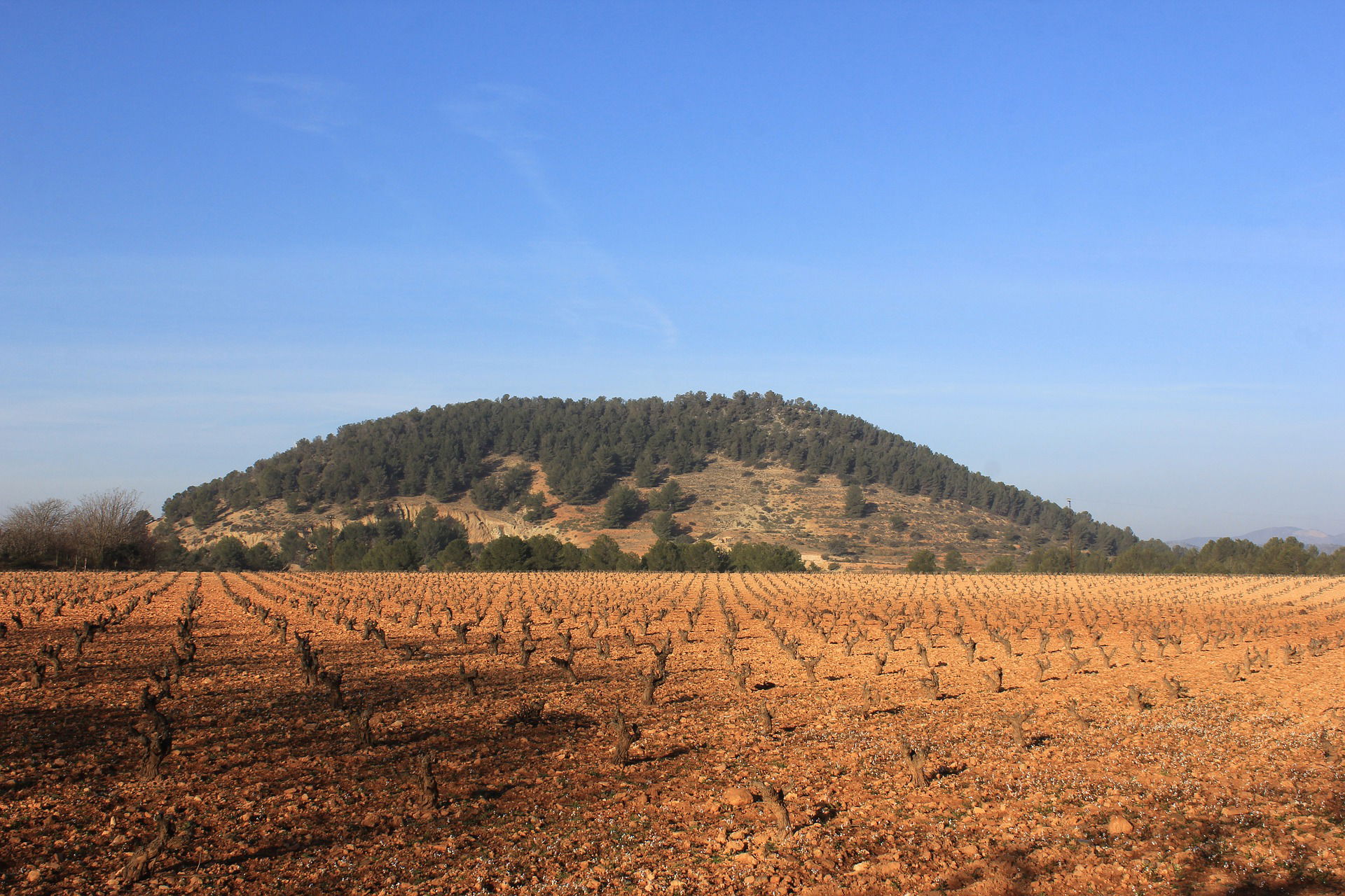 Agricultura extensiva de secano