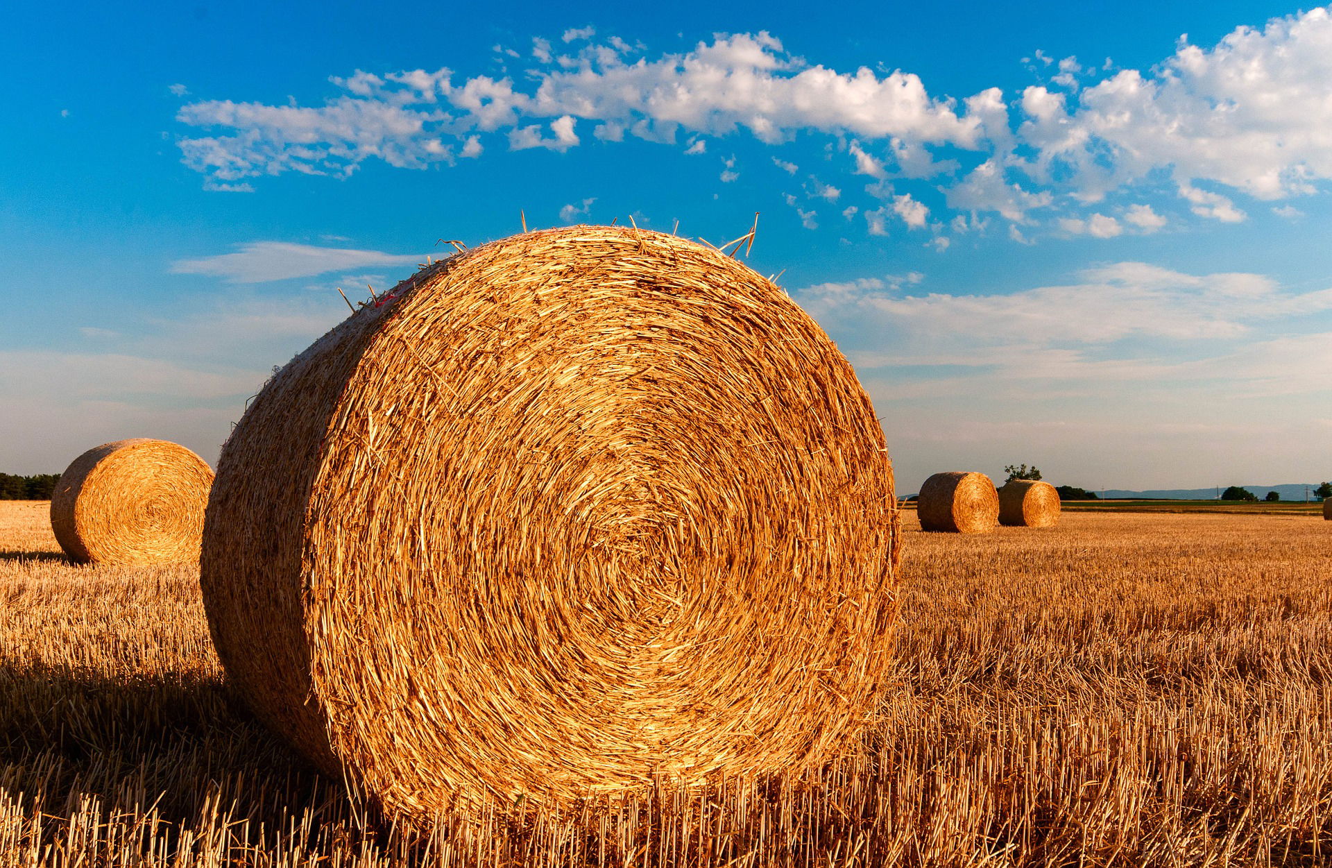 Sistema agrario empleado.