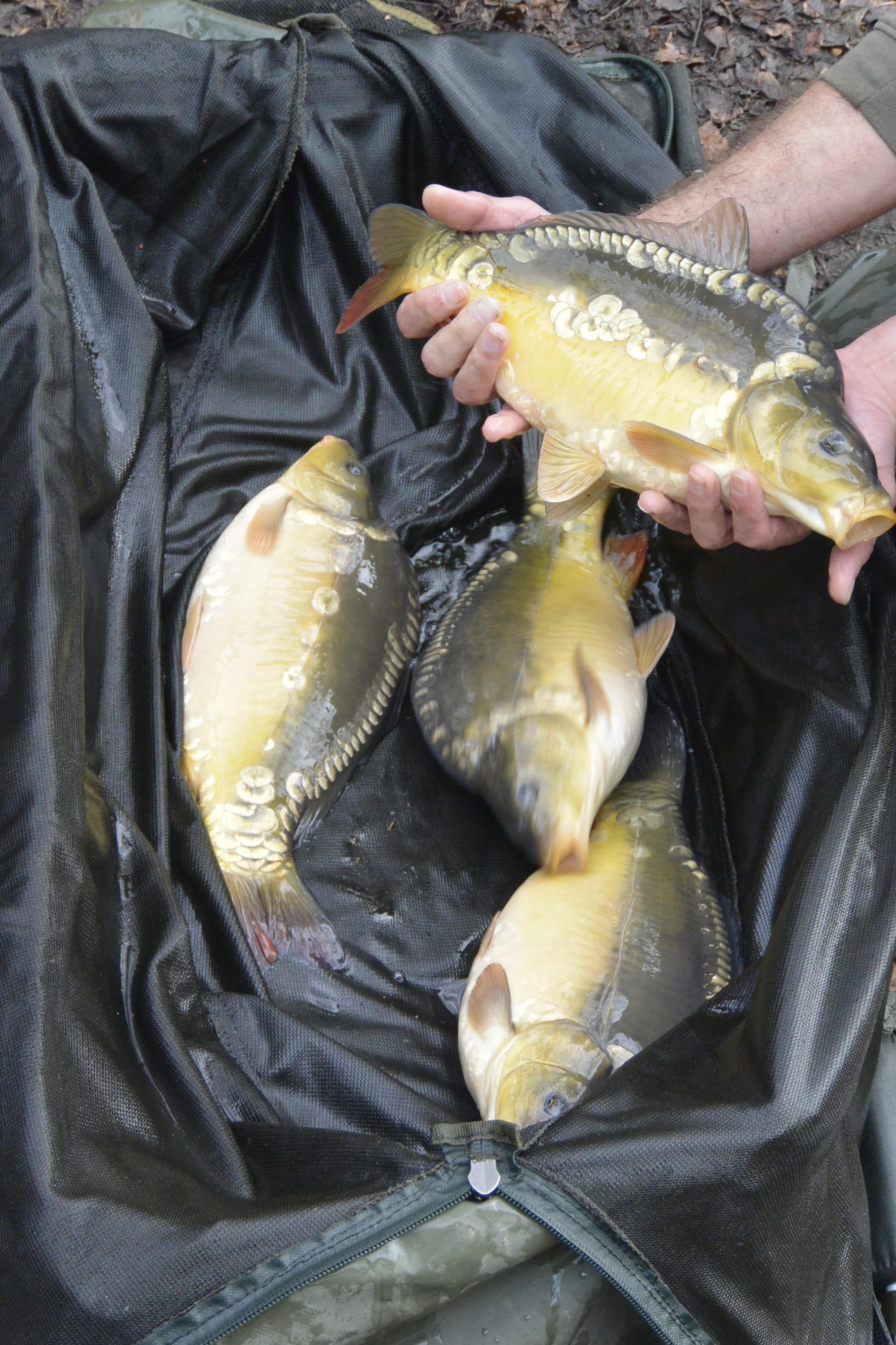 HELD FISH NAMED BUBBLES