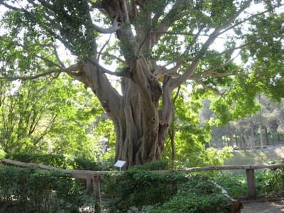 Rhodes Design Tree