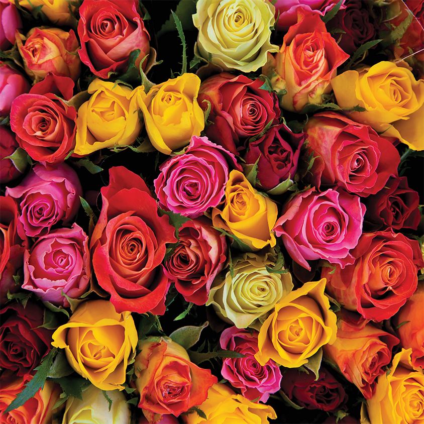 COLOURED ROSES (XL BACKDROP)