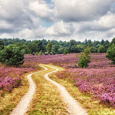 Weg in der Lüneburger Heide