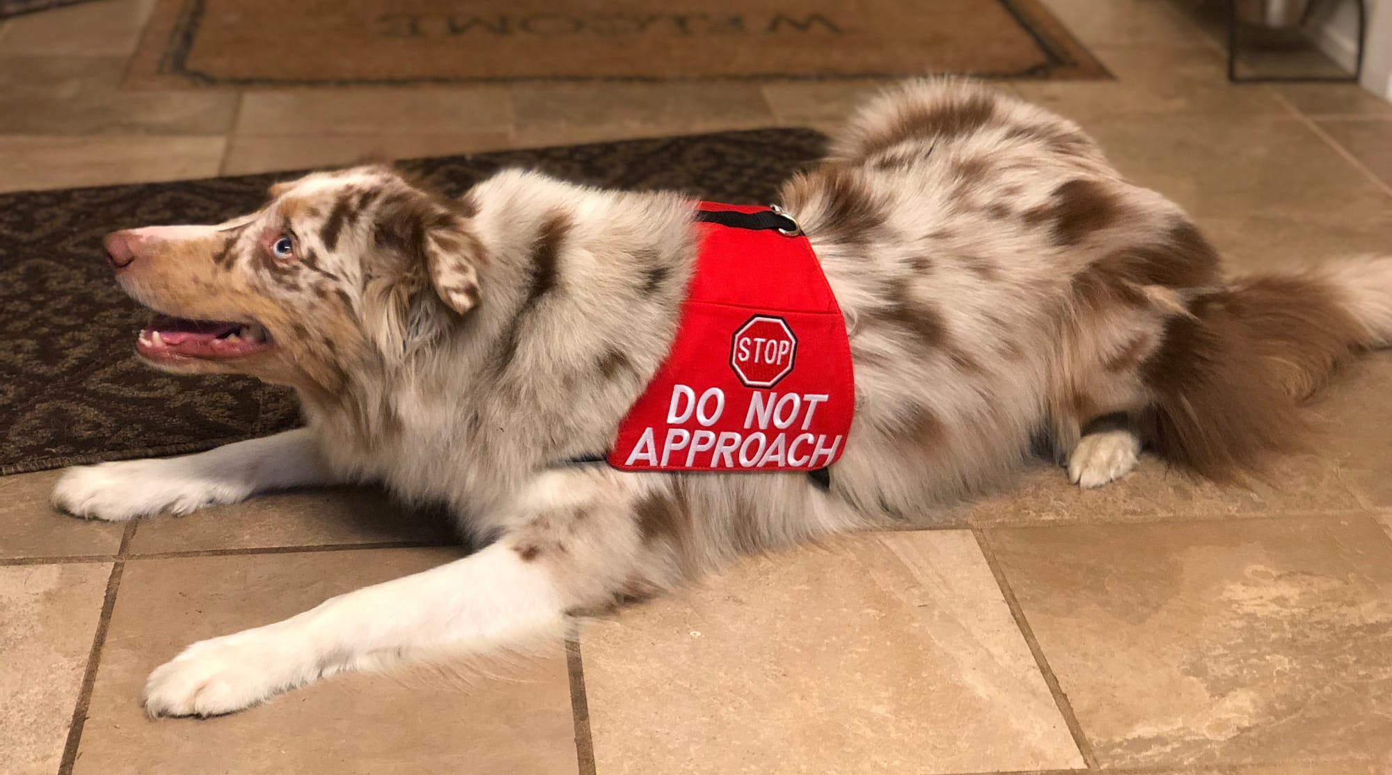 Custom Training for You and Your Dog