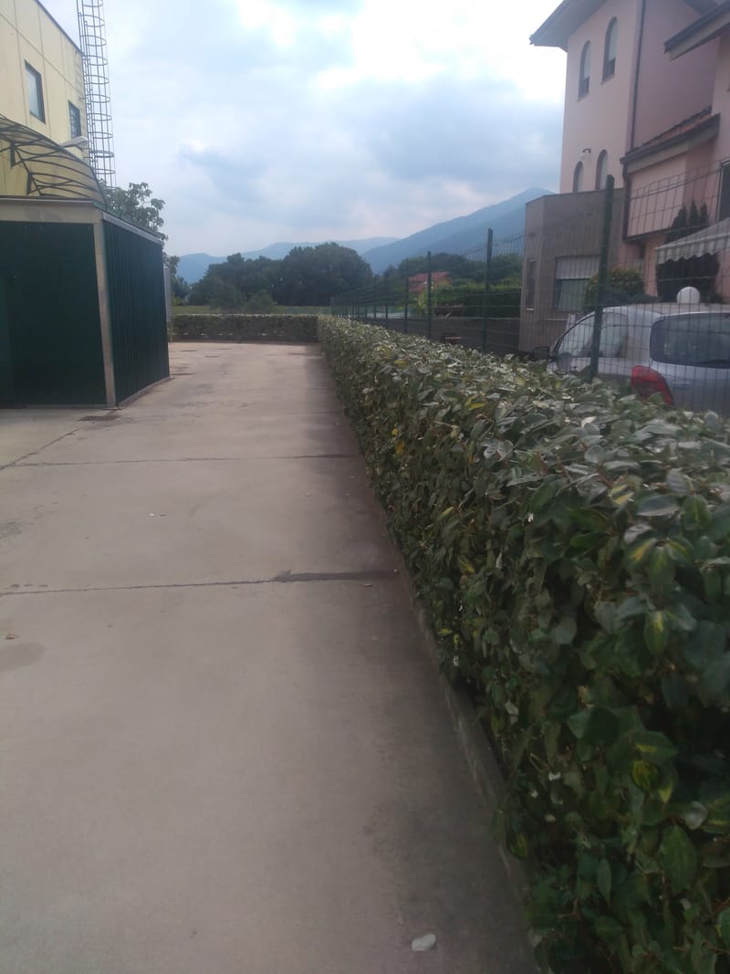 POTATURA ED ABBATTIMENTO