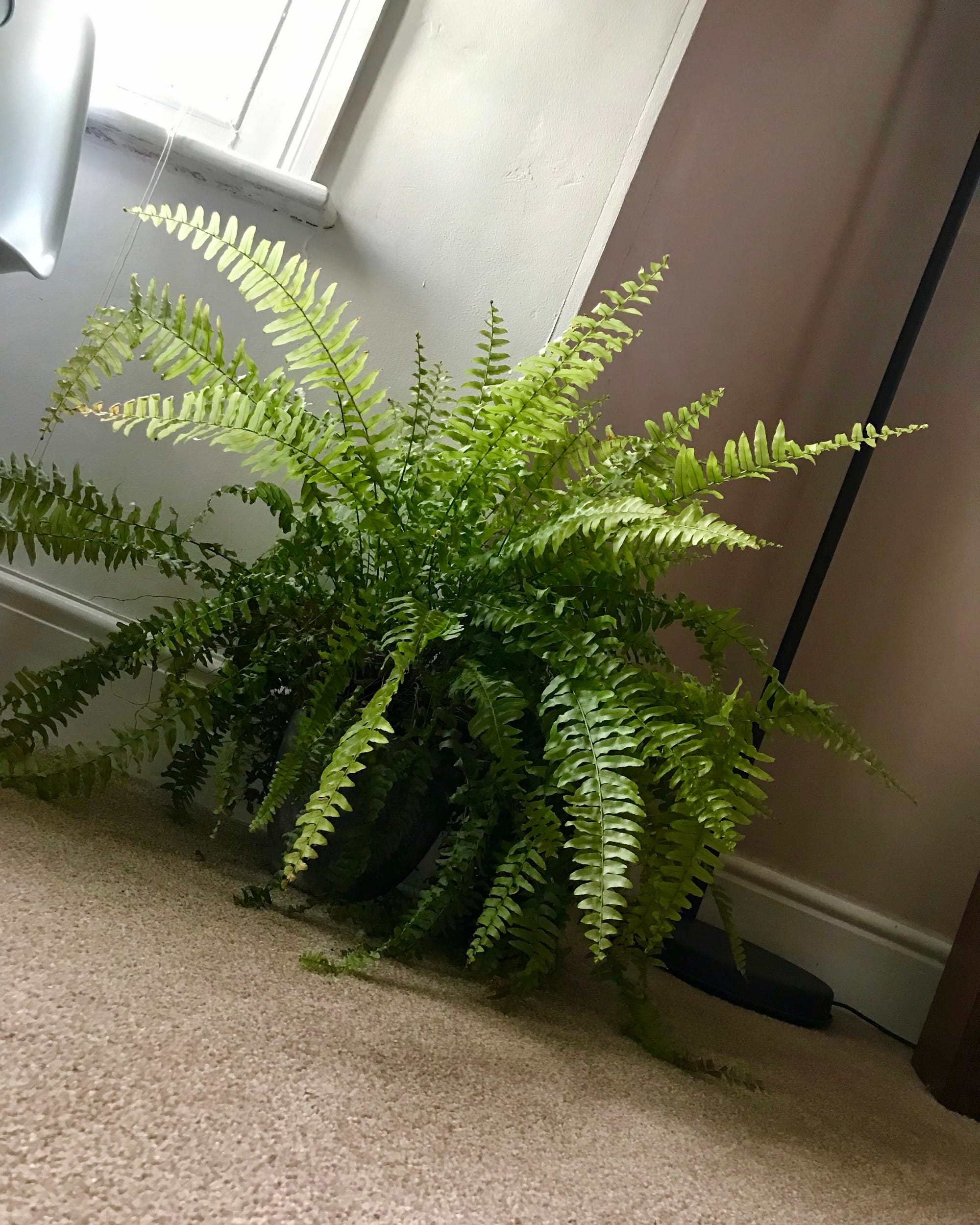 Boston Ferns