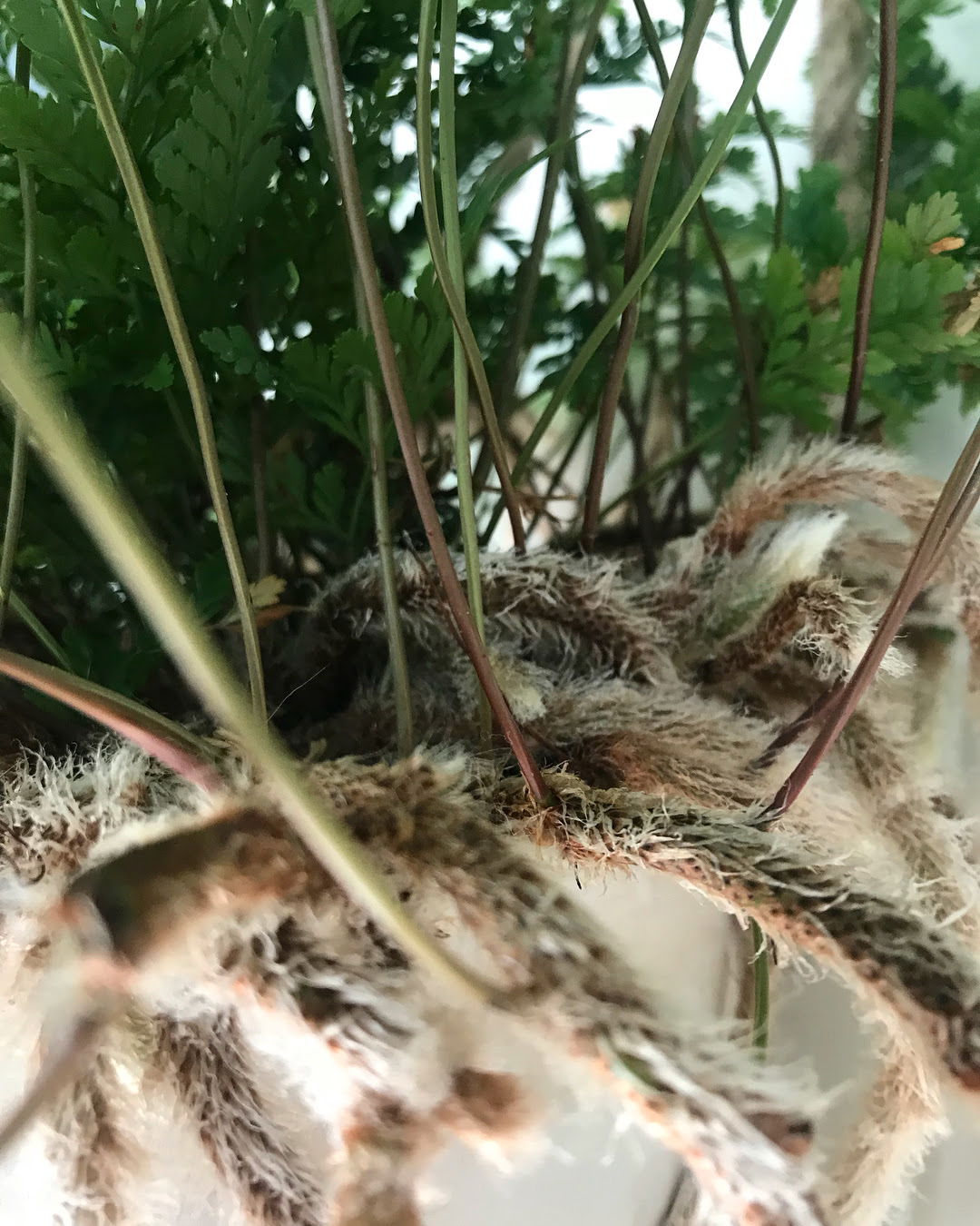 Rabbit Foot Ferns - Davallia Fejeensis