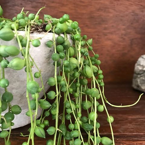 String of Pearls - Curio/Senecio Rowleyanus