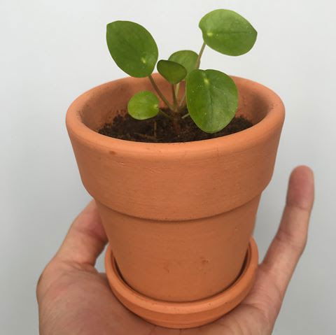 Chinese Missionary Plants - Pilea Peperomioides