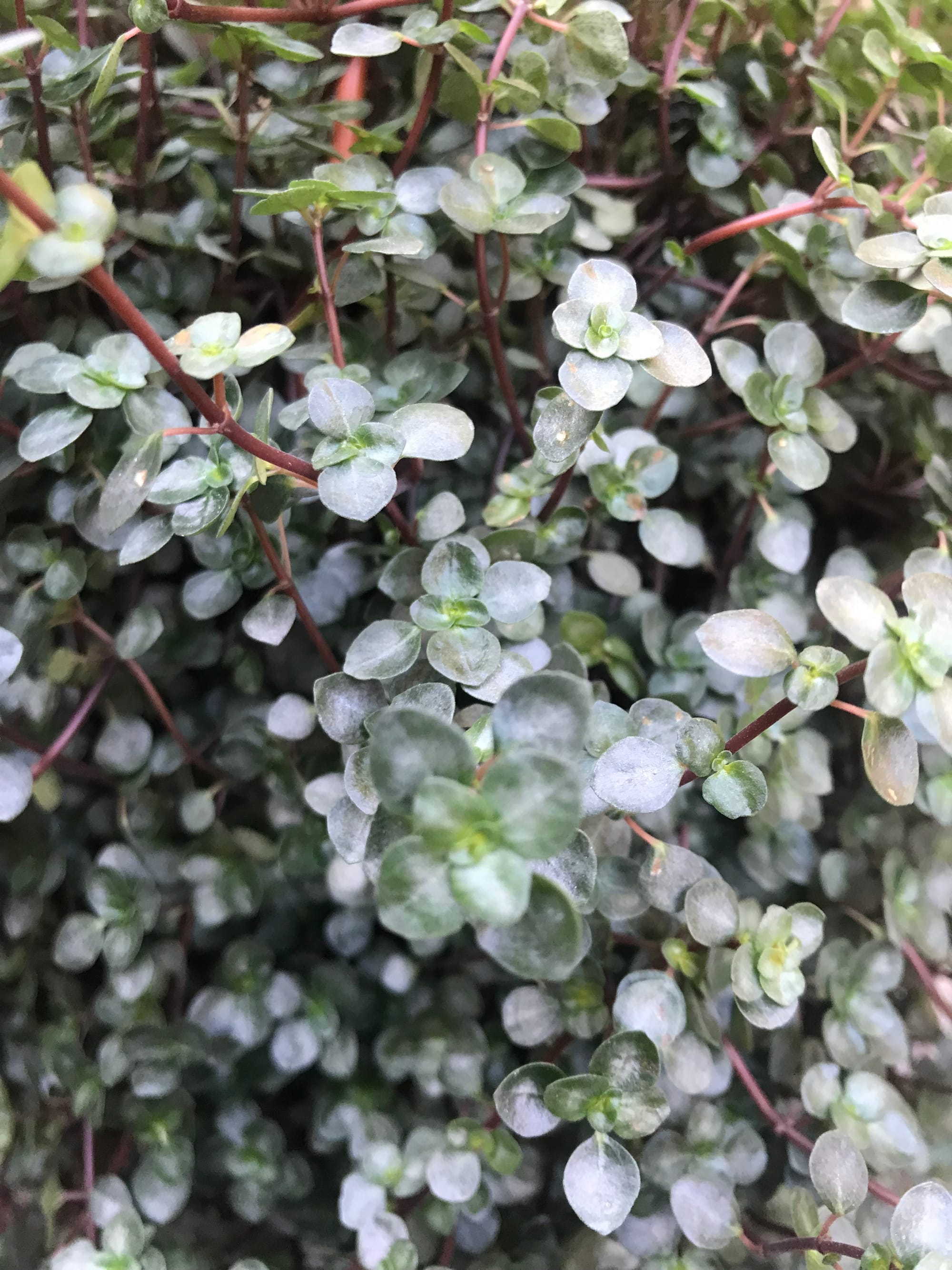 Pilea Glaucaphylla / Libanensis