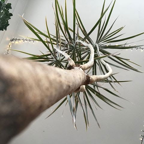 Madagascan Dragon Trees - D. Marginata, Magenta & Tricolor