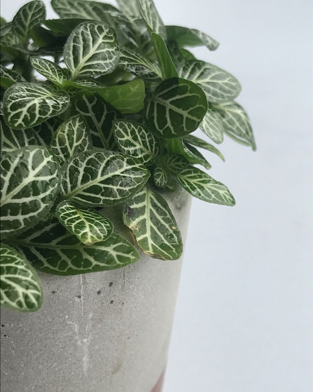 Nerve Plants - Fittonia