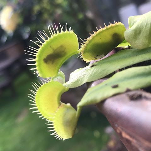 Venus Fly Traps