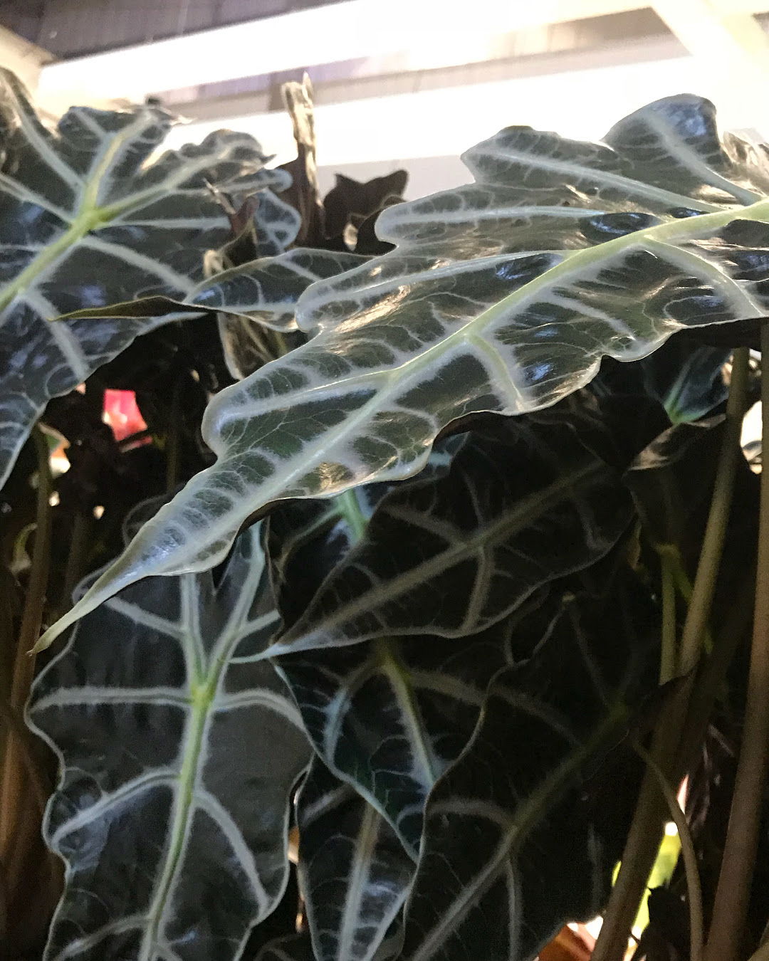 Alocasia Amazonica/Polly - African Mask Plants