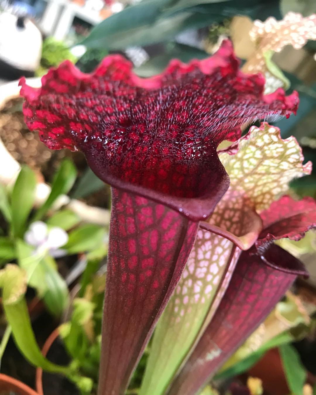 Pitcher Plants - Sarracenia