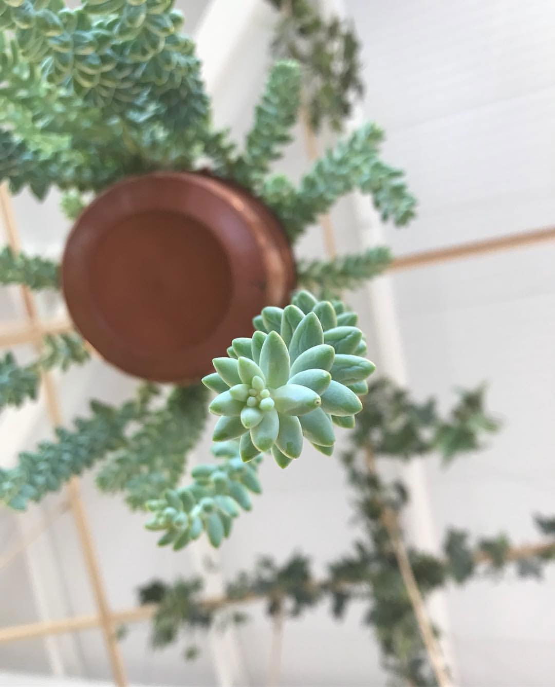 Burro’s Tails - Sedum Morganianum/Burrito