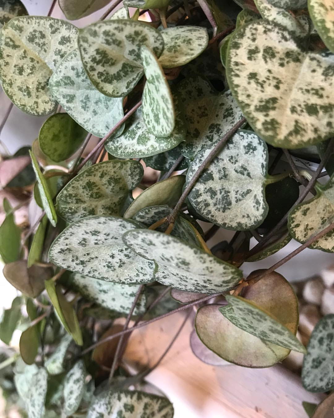 Chain of Hearts - Ceropegia Woodii