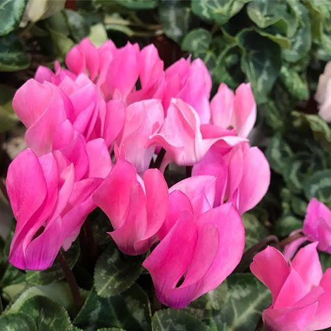 Cyclamen (All Indoor Species)