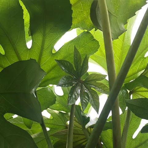 Fatsia Japonica