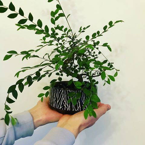 Reviving a Discounted Bonsai