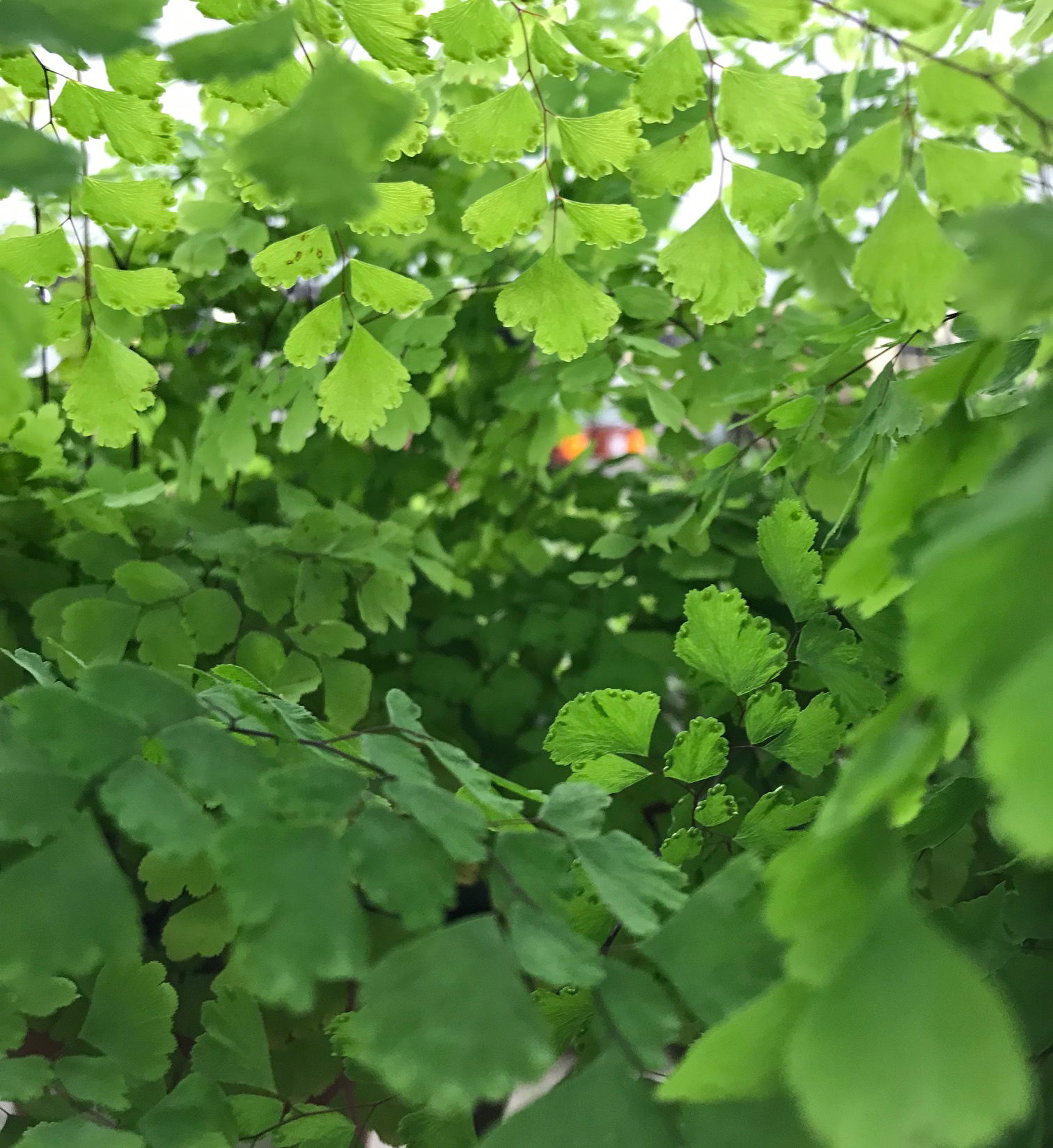 Maidenhair Ferns - Adiantum