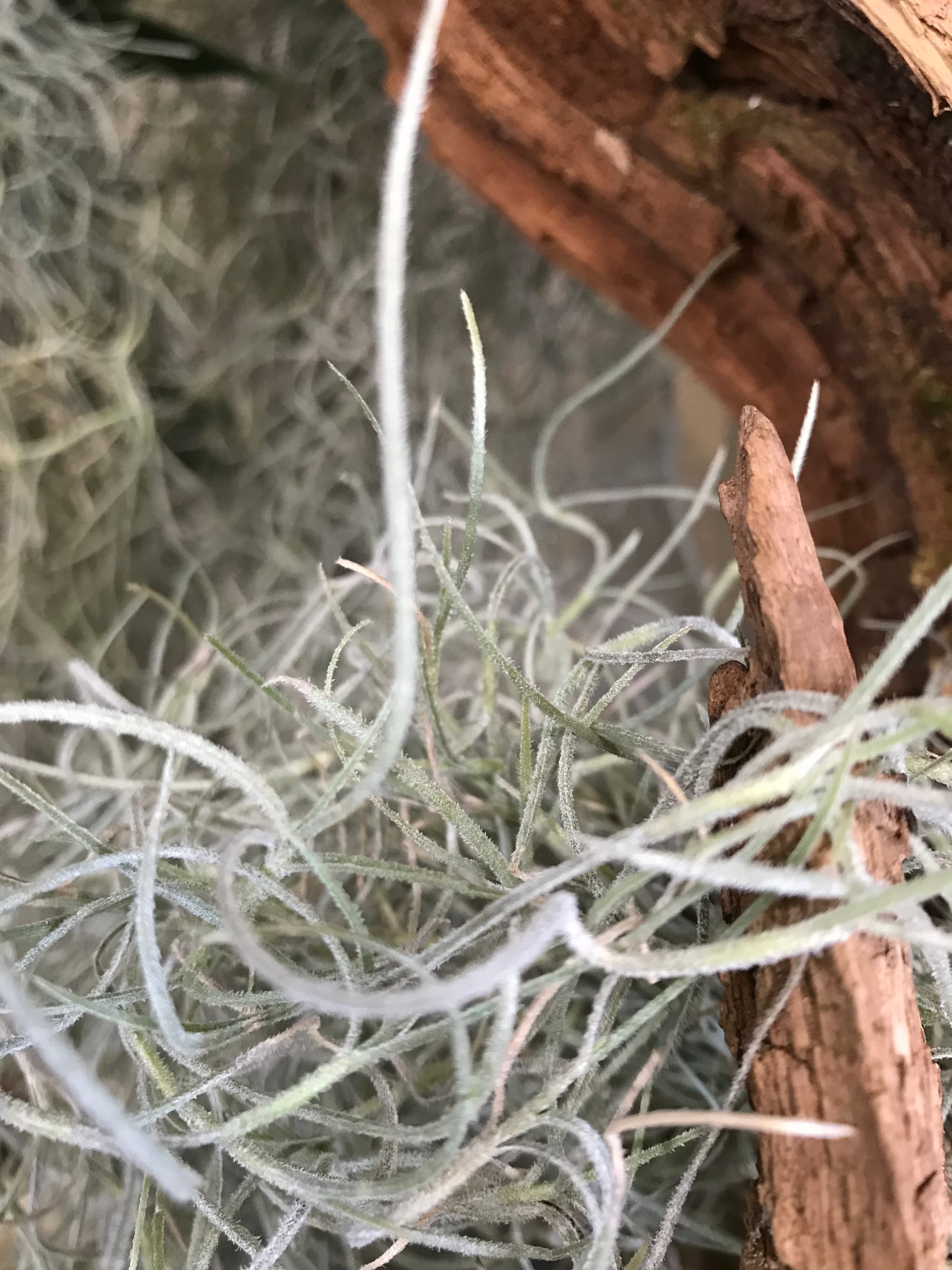 Spanish Moss - Tillandsia Usneoides