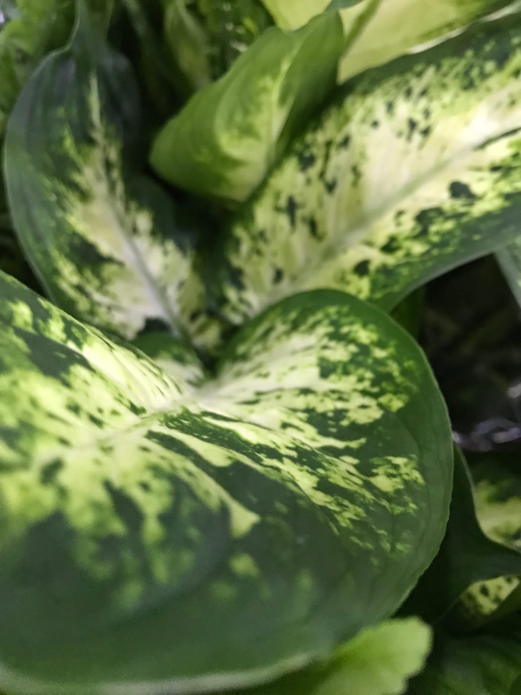 Dieffenbachia - Dumb Canes