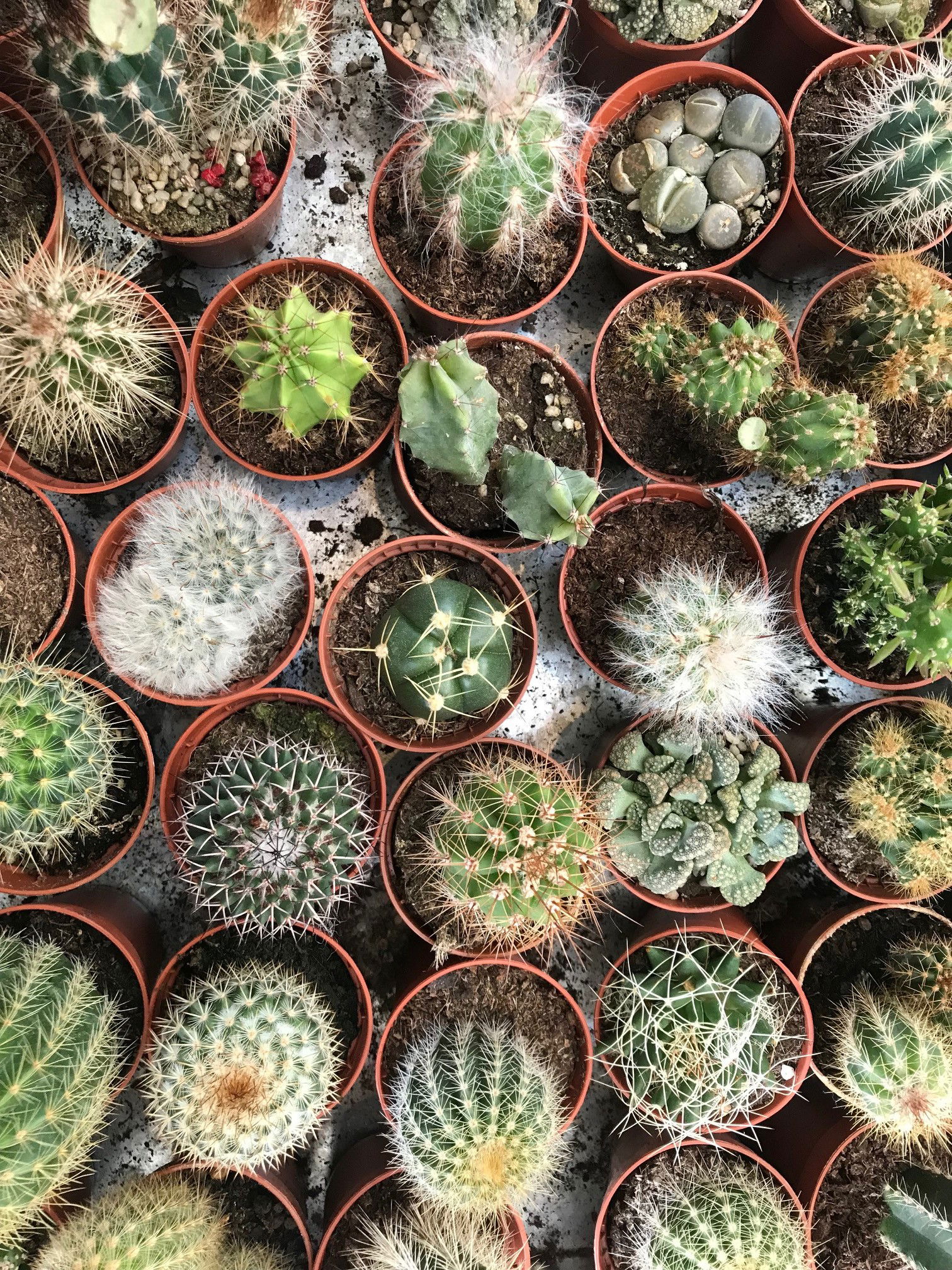 Cacti