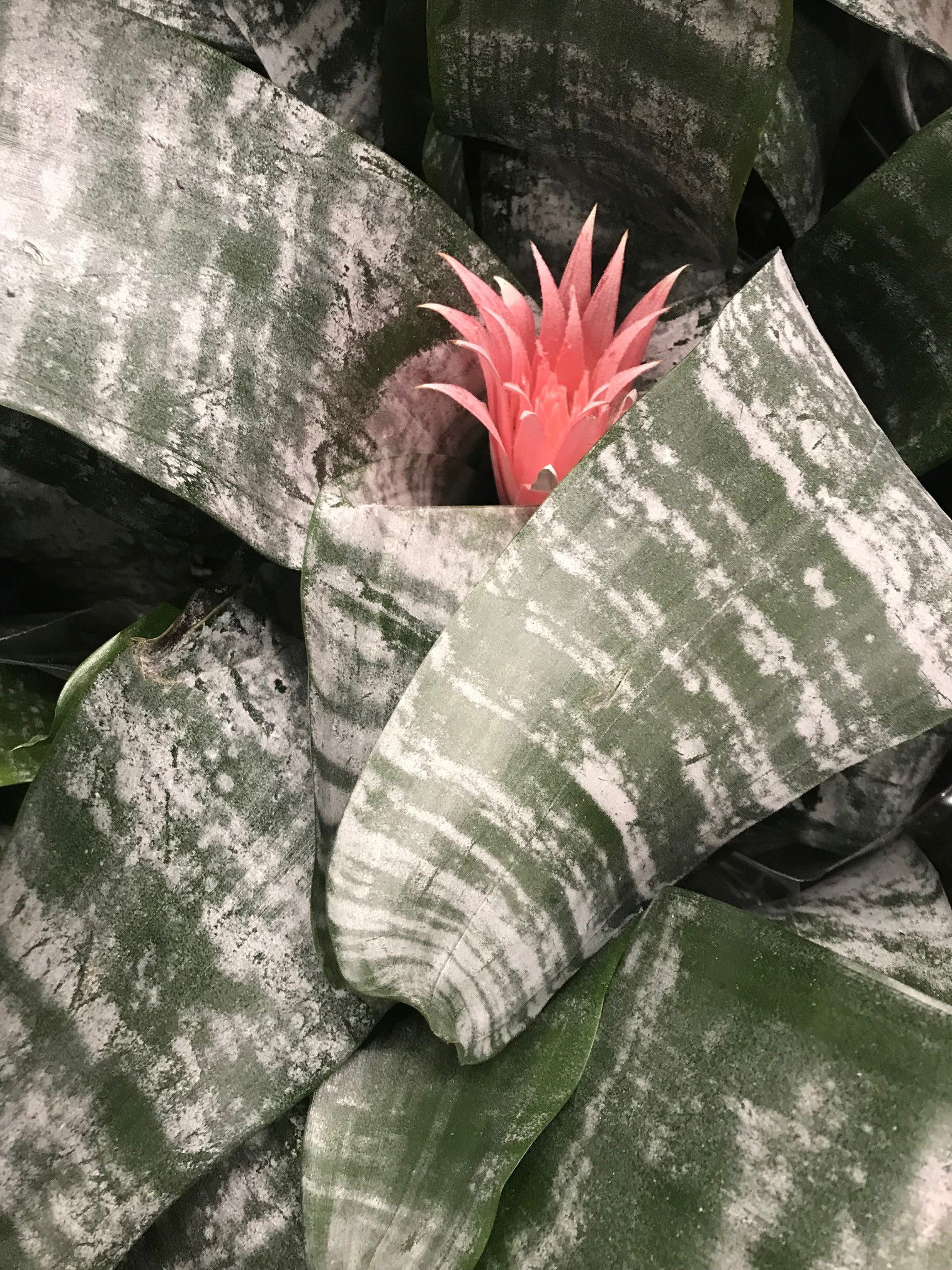 Aechmea - Urn Plants