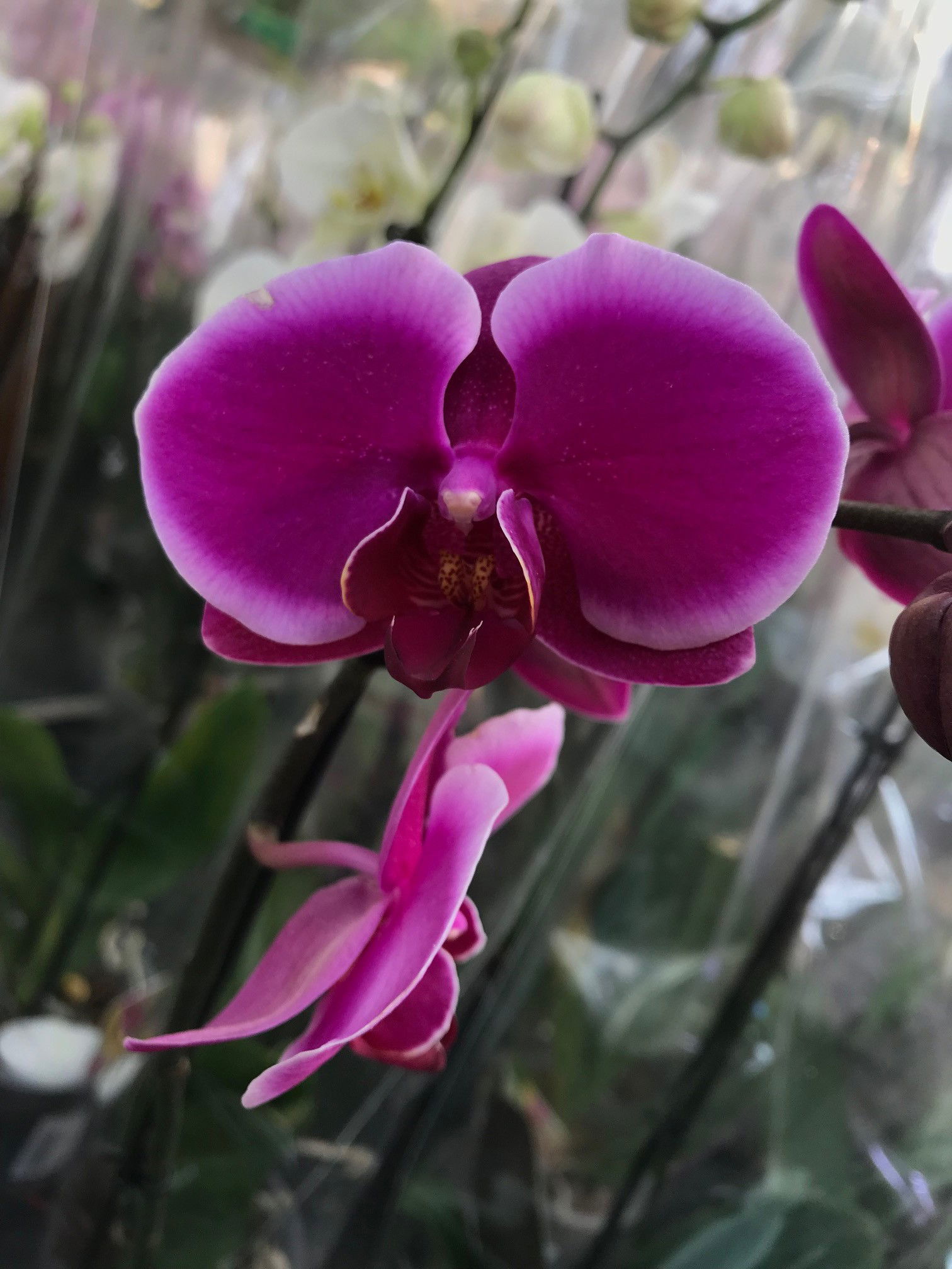 Moth Orchids - Phalaenopsis