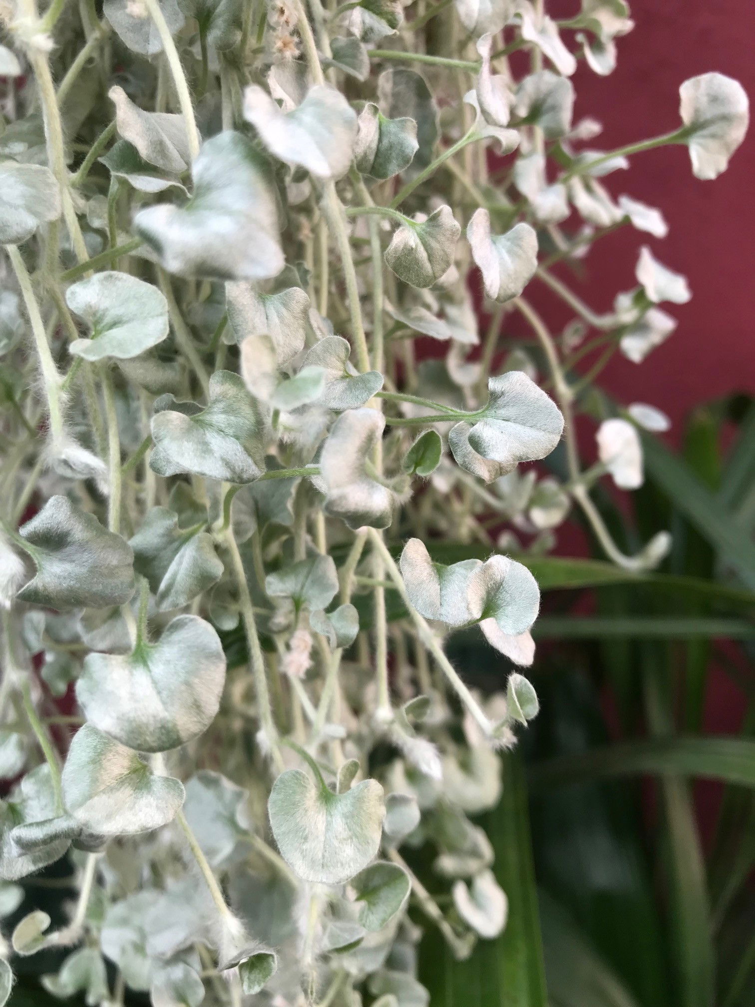 Dichondra - Silver Nickel Vines