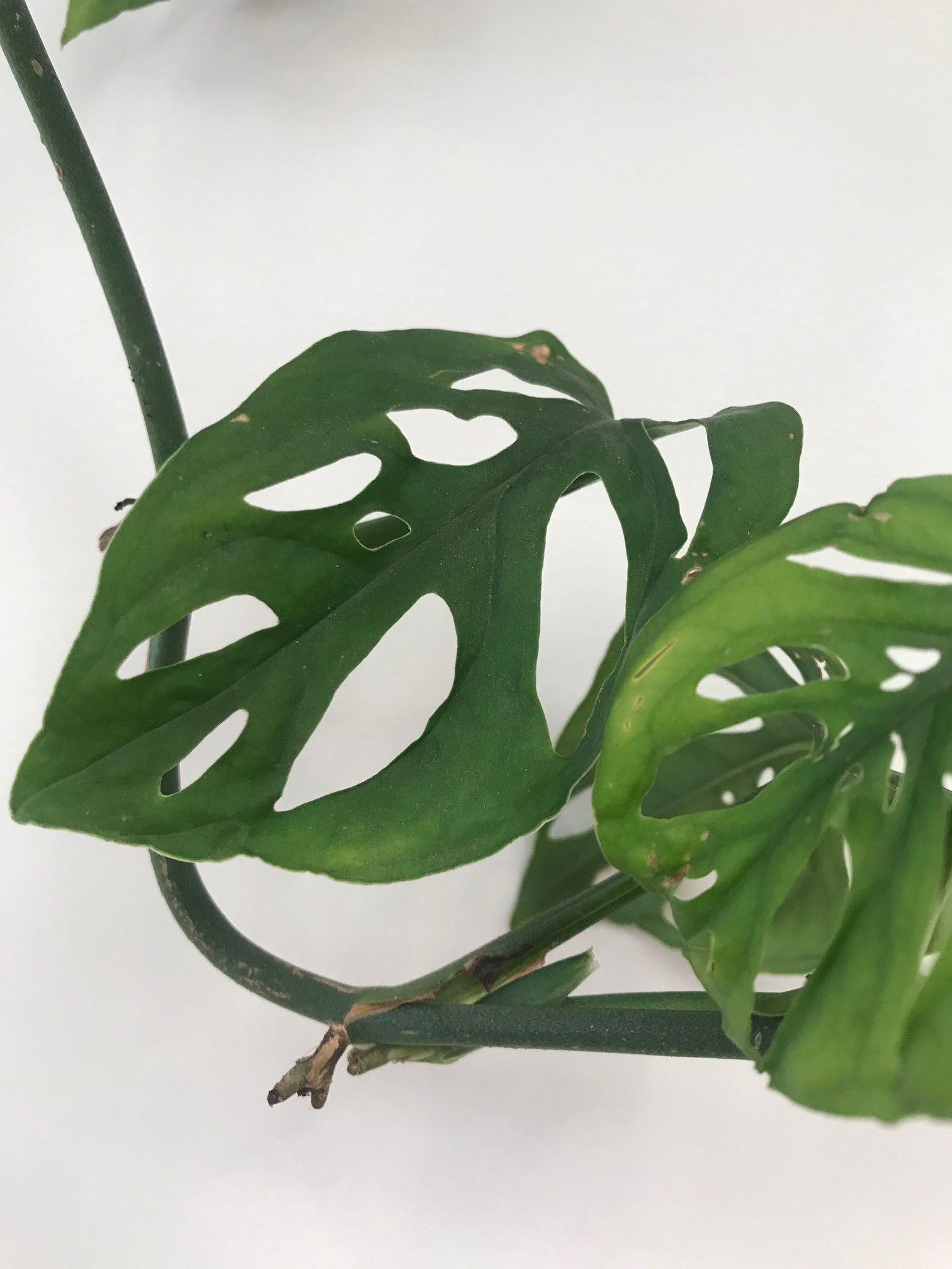 Monstera Adansonii + Obliqua