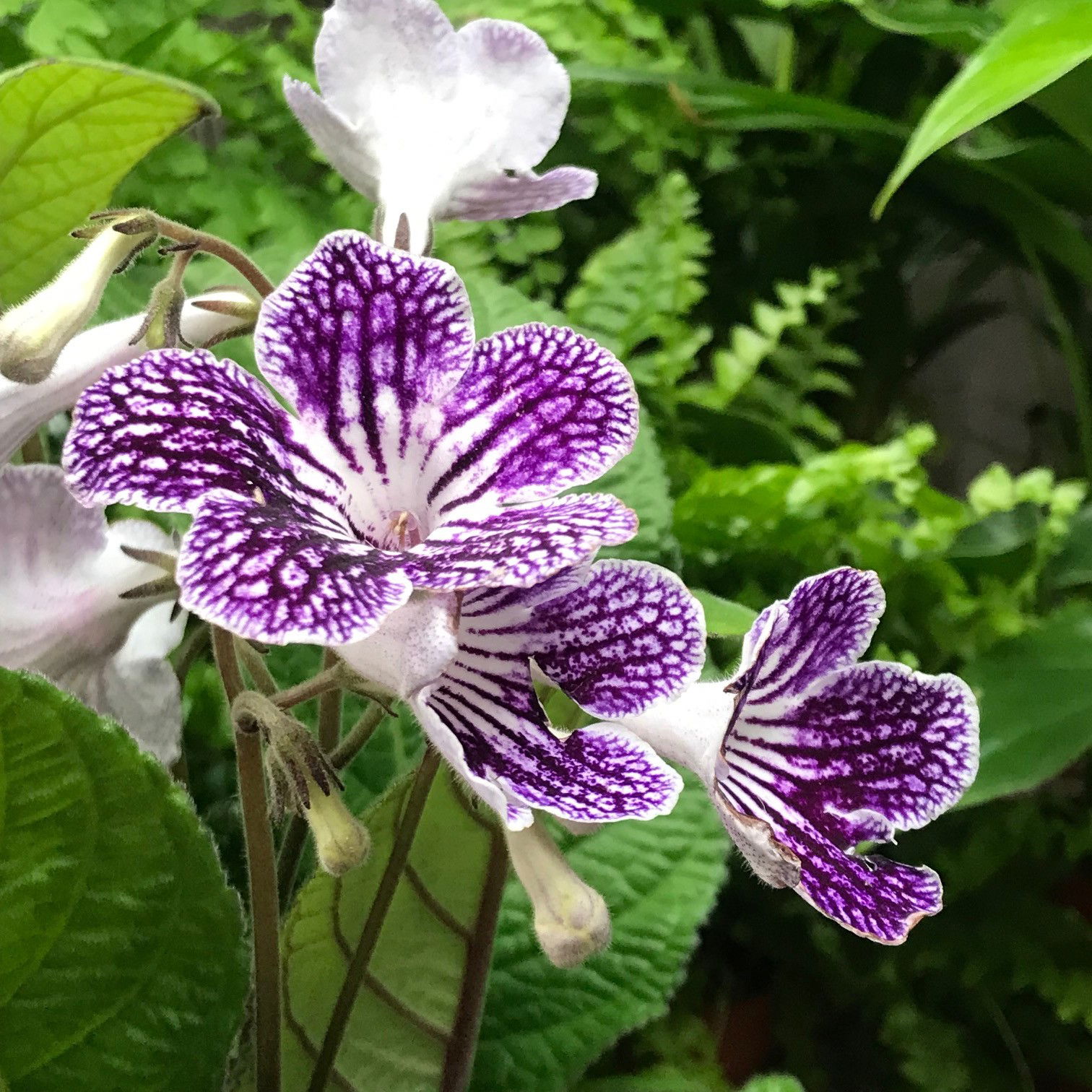 Streptocarpus - Cape Primroses