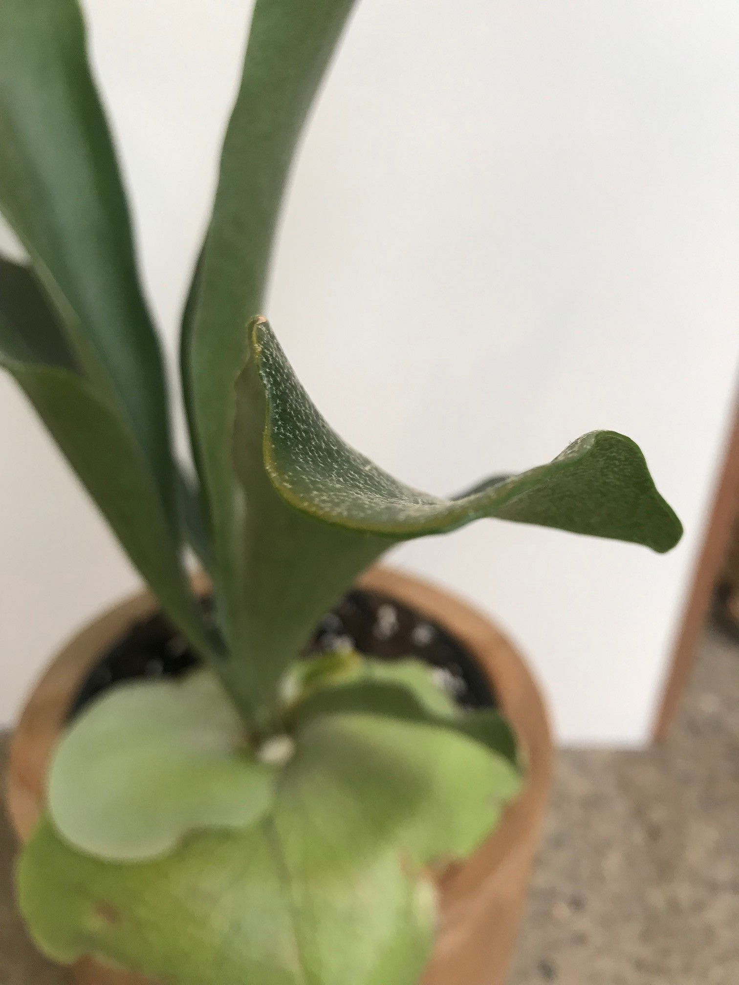 Staghorn / Elkhorn Ferns - Platycerium