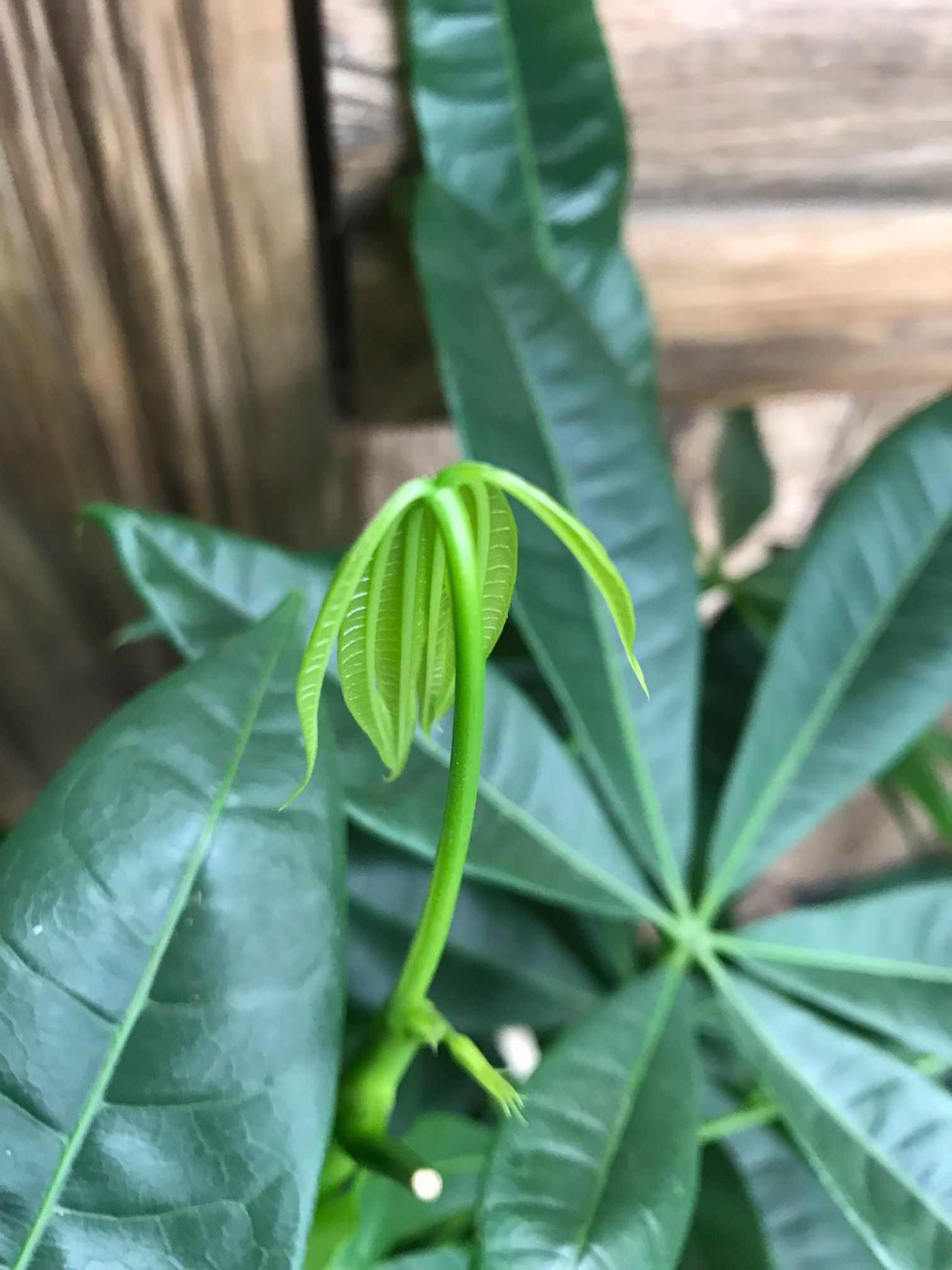 Guiana Chestnut - Pachira Aquatica (Braided Money Plants)