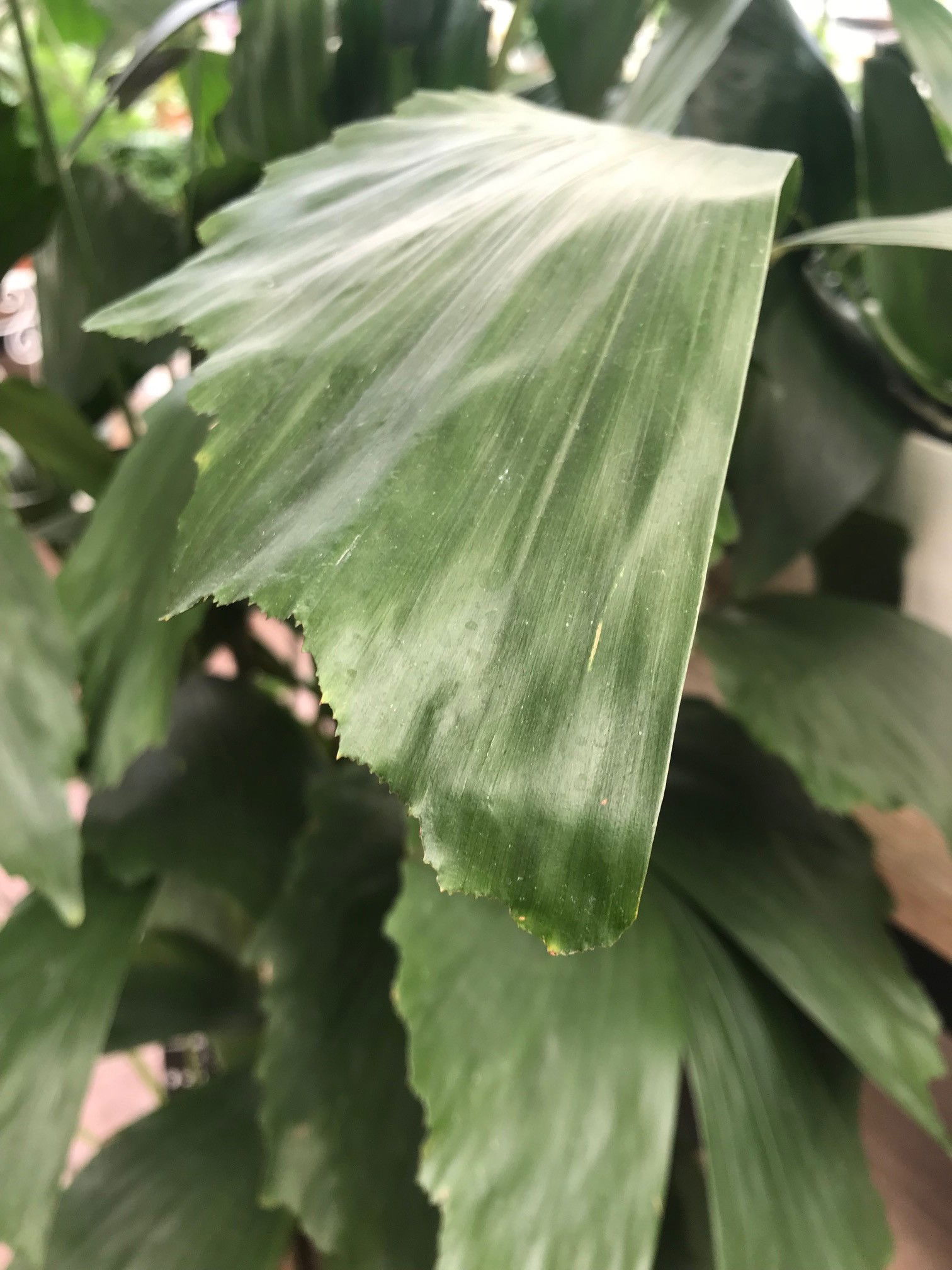 Fishtail Palms - Caryota Mitis