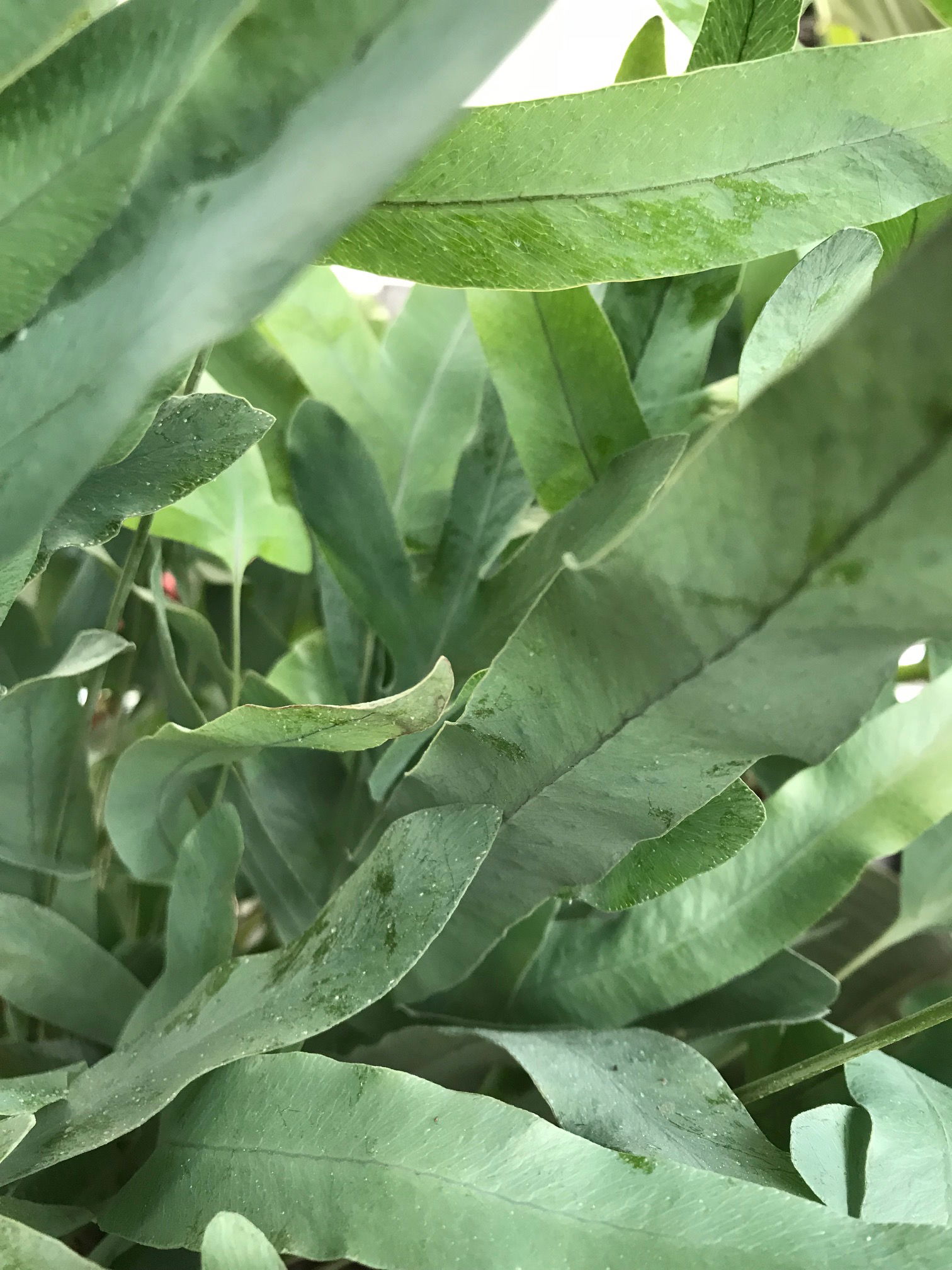 Blue Star Ferns