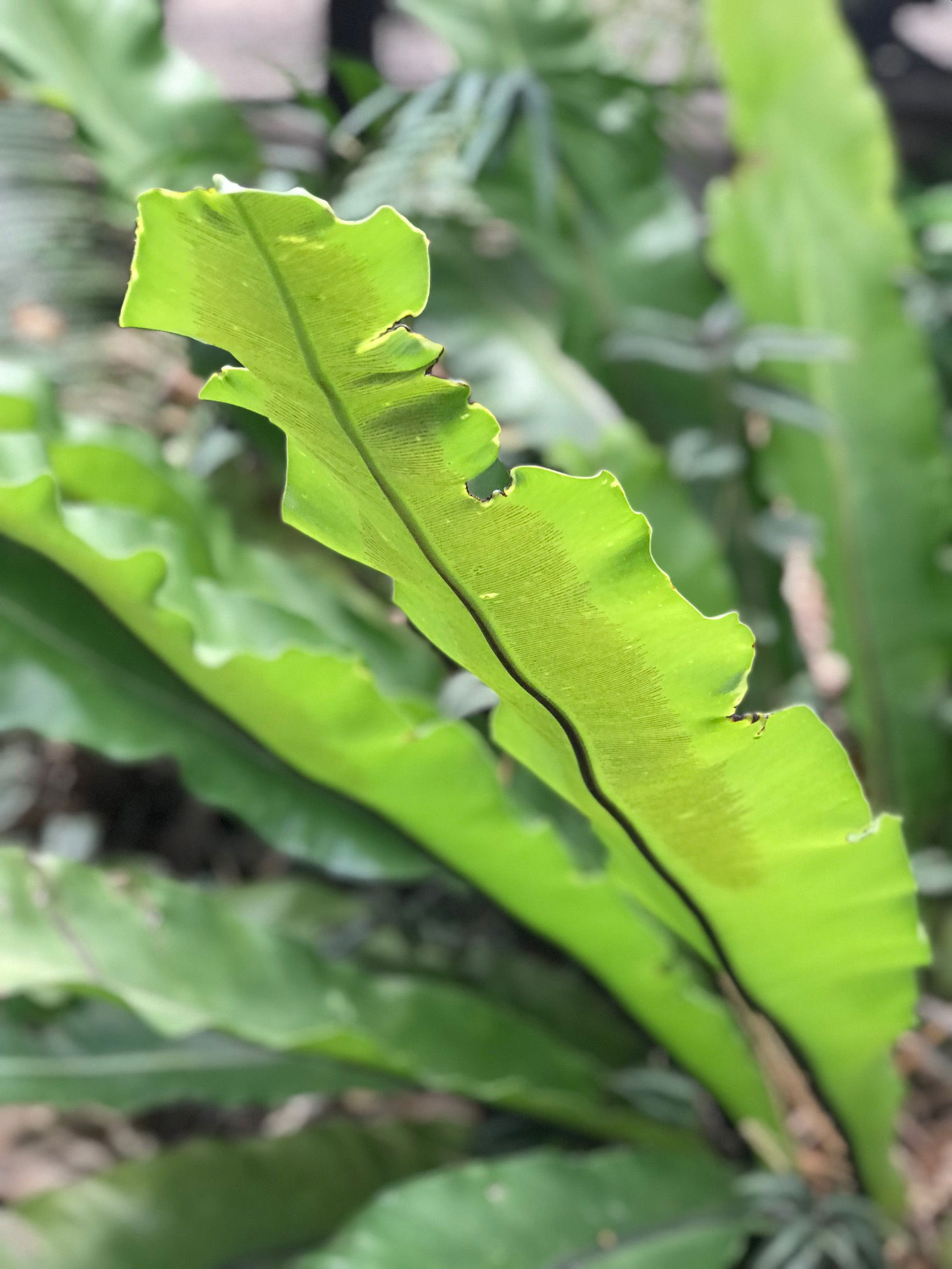 Bird's Nest Ferns