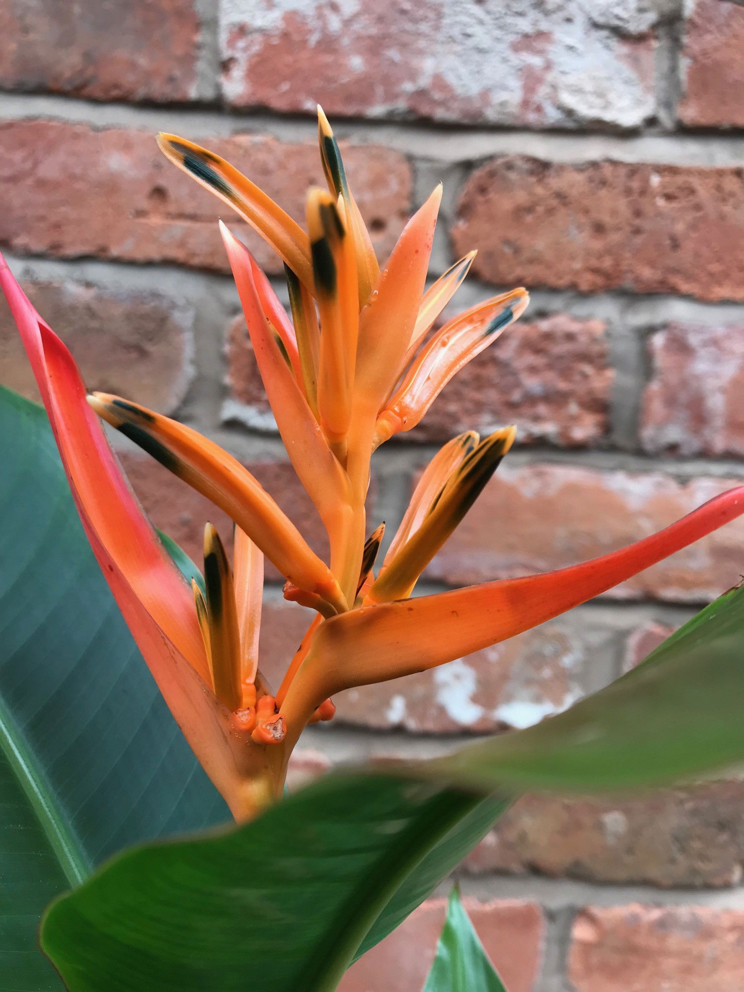 False Bird of Paradise - Heliconia